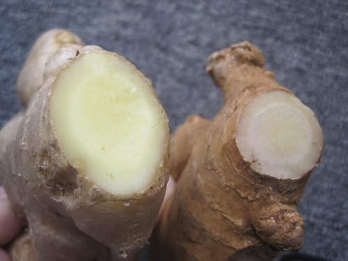 Nhận diện gừng Trung Quốc và Việt Nam 4