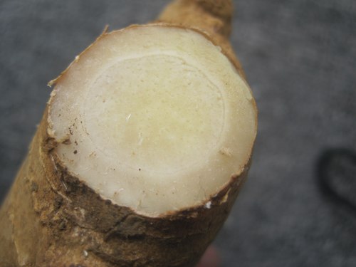 Nhận diện gừng Trung Quốc và Việt Nam 6