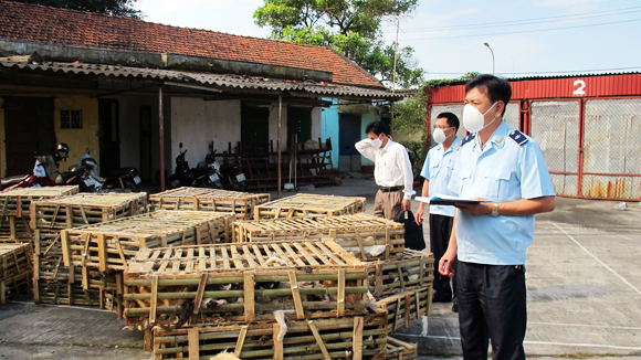 Hết gà, cá... giờ đến mèo nhập lậu 1