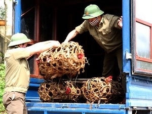 Bắc Giang bắt xe chở 600kg gà không rõ nguồn gốc 1