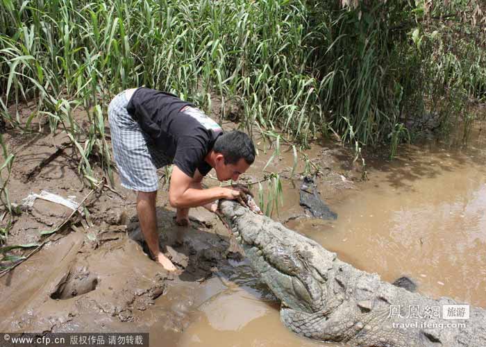 Dùng tay không nhử mồi cá sấu giải trí 10 Dùng tay không nhử mồi cá sấu giải trí 10