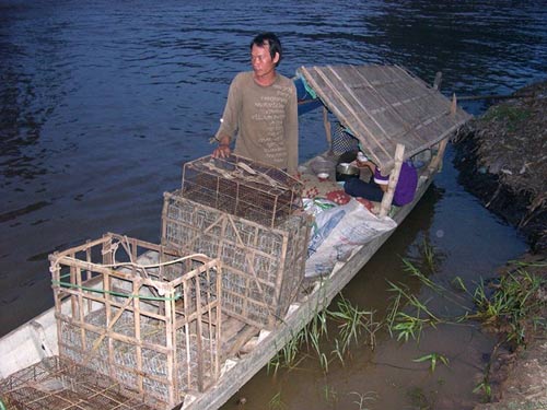 Cận cảnh chợ chuột béo mầm ở miền Tây 2