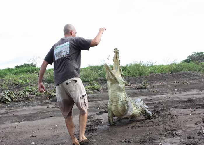 Dùng tay không nhử mồi cá sấu giải trí 3 Dùng tay không nhử mồi cá sấu giải trí 3