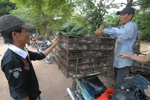 Cận cảnh chợ chuột béo mầm ở miền Tây 3