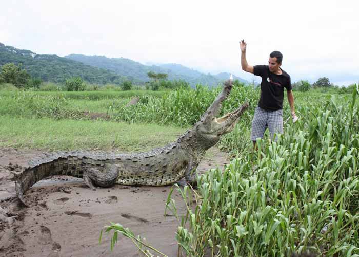 Dùng tay không nhử mồi cá sấu giải trí 4 Dùng tay không nhử mồi cá sấu giải trí 4