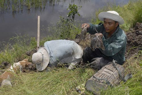 Cận cảnh chợ chuột béo mầm ở miền Tây 4