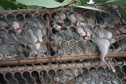 Cận cảnh chợ chuột béo mầm ở miền Tây 5
