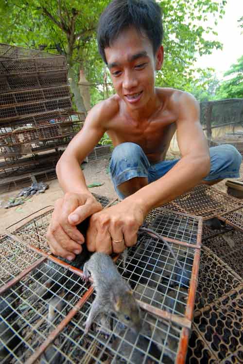 Cận cảnh chợ chuột béo mầm ở miền Tây 6