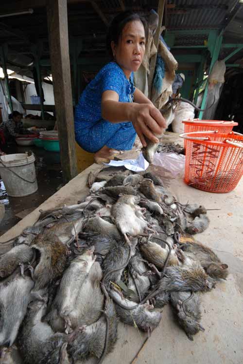 Cận cảnh chợ chuột béo mầm ở miền Tây 8