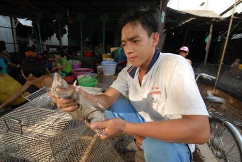 Cận cảnh chợ chuột béo mầm ở miền Tây 9