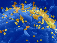 Các nhà khoa học khám phá bí ẩn lớn nhất của HIV 1 Các nhà khoa học khám phá bí ẩn lớn nhất của HIV 1