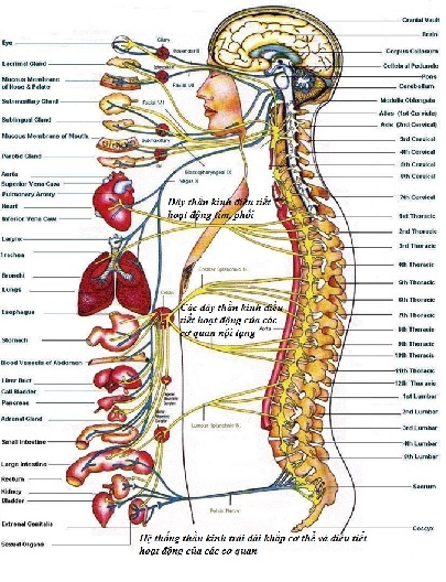 Biến chứng thần kinh – mối hiểm họa thầm lặng 2