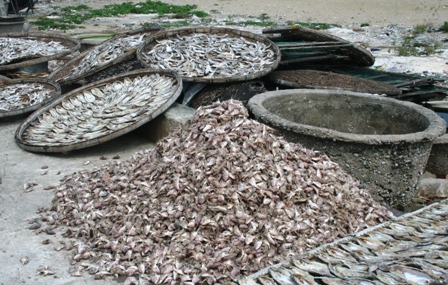 Lưu huỳnh trong cá, mực khô cao gấp hơn 10 lần cho phép 1 Lưu huỳnh trong cá, mực khô cao gấp hơn 10 lần cho phép 1