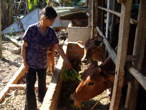 Nông dân điêu đứng vì tin đồn “ăn chuối bị ung thư” 1