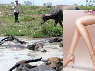 Kết cục thảm của những "đại gia" Việt "hám gái" 1