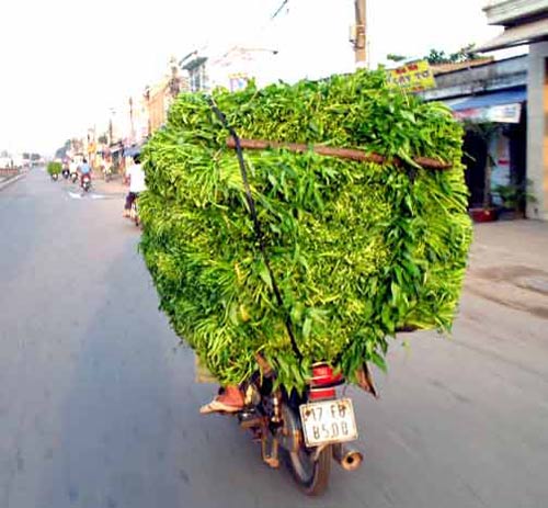 Chết ngạt vì bị... rau muống đè vào người 1 Chết ngạt vì bị... rau muống đè vào người 1