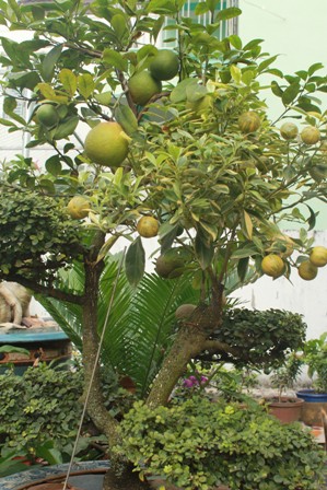 Độc đáo vườn kiểng cây 5 trái, hoa 7 màu 3