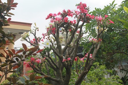 Độc đáo vườn kiểng cây 5 trái, hoa 7 màu 4