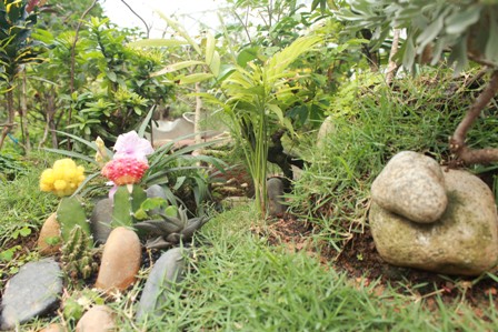 Độc đáo vườn kiểng cây 5 trái, hoa 7 màu 5