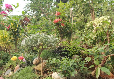 Độc đáo vườn kiểng cây 5 trái, hoa 7 màu 7