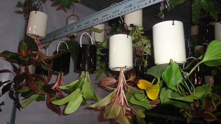 Mai “khủng” bạc tỷ rớt giá sốc 11