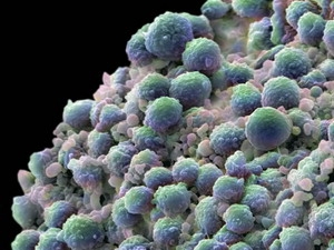 Thành tựu y tế thế giới nổi bật 2012 3