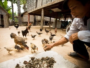  Cúm H5N1 bùng phát tại hai huyện của Campuchia 1