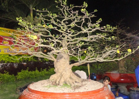 Mai “khủng” bạc tỷ rớt giá sốc 1