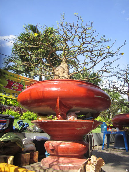 Mai “khủng” bạc tỷ rớt giá sốc 3
