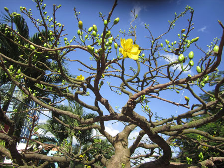 Mai “khủng” bạc tỷ rớt giá sốc 4