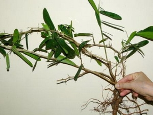 Nghiên cứu "Thần dược xáo tam phân" trị ung thư 1
