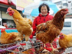 Trung Quốc công bố tài liệu về nguồn gốc của H7N9 1 Trung Quốc công bố tài liệu về nguồn gốc của H7N9 1