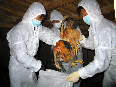 Chủ động triển khai các biện pháp phòng chống cúm A(H7N9) 1