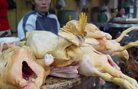 Gà nhiễm kháng sinh, gạo chứa hóa chất vẫn ham mua 2 Gà nhiễm kháng sinh, gạo chứa hóa chất vẫn ham mua 2