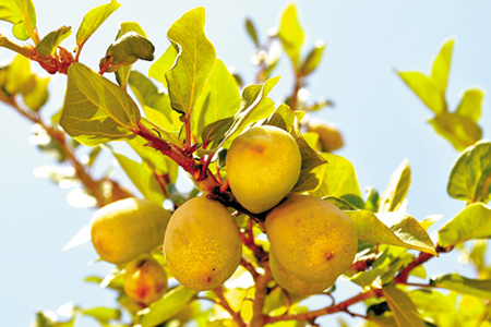 Quả thằn lằn tốt cho hai giới