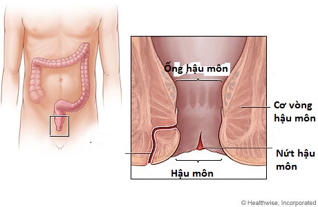 Thuốc điều trị bệnh nứt hậu môn