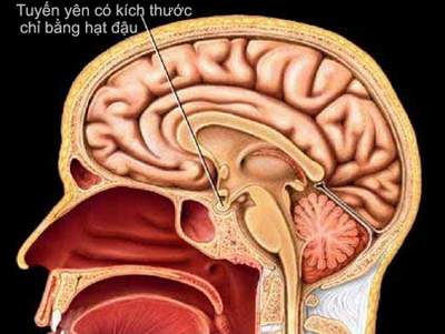 &apos;Trên&apos; mắc bệnh, &apos;dưới&apos; chịu hậu quả