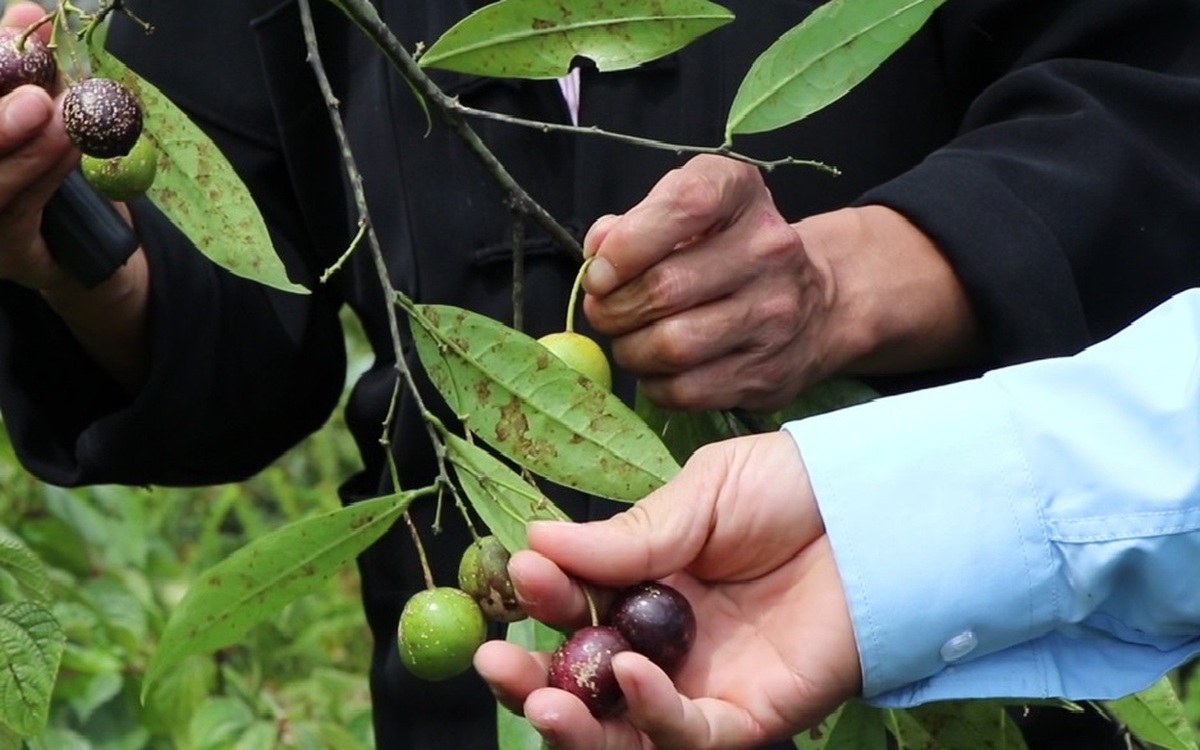 Quả hồng châu gây ngộ độc