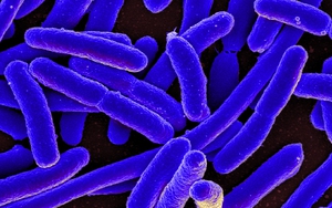 Vi khuẩn E.Coli không 'lành' như bạn vẫn nghĩ và 5 chìa khóa phòng ngộ độc thực phẩm