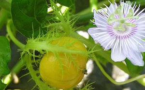 Lạc tiên - Vị thuốc an thần, chữa mất ngủ