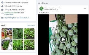 'Mã hóa' quả, cây thuốc phiện rồi rao bán tràn lan trên mạng xã hội