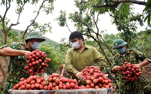 Vải thiều Hải Dương được mùa được giá, vươn xa ra thế giới