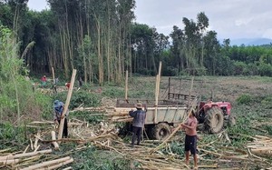 Cảnh giác với sốt rét khi đang vào mùa thu hoạch keo ở Khánh Hòa