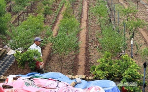 Người dân Nhật Tân 'chạy đua' trồng hoa Tết 