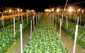 Làng hoa lớn nhất Nghệ An chong đèn xuyên đêm bước vào vụ hoa Tết