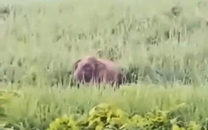 Video voi rừng xuất hiện ở bản Manh, Nghệ An