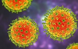 Bộ Y tế: Việt Nam chưa ghi nhận trường hợp mắc bệnh do virus Nipah