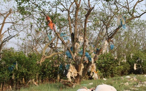 Rừng bần nguyên sinh ven sông Lam 'nghẹt thở' trong rác thải