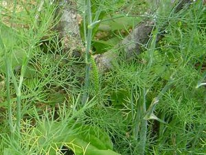 Thuốc từ cây thì là
