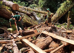 Khởi tố vụ án hình sự phá rừng tự nhiên tại Nghệ An